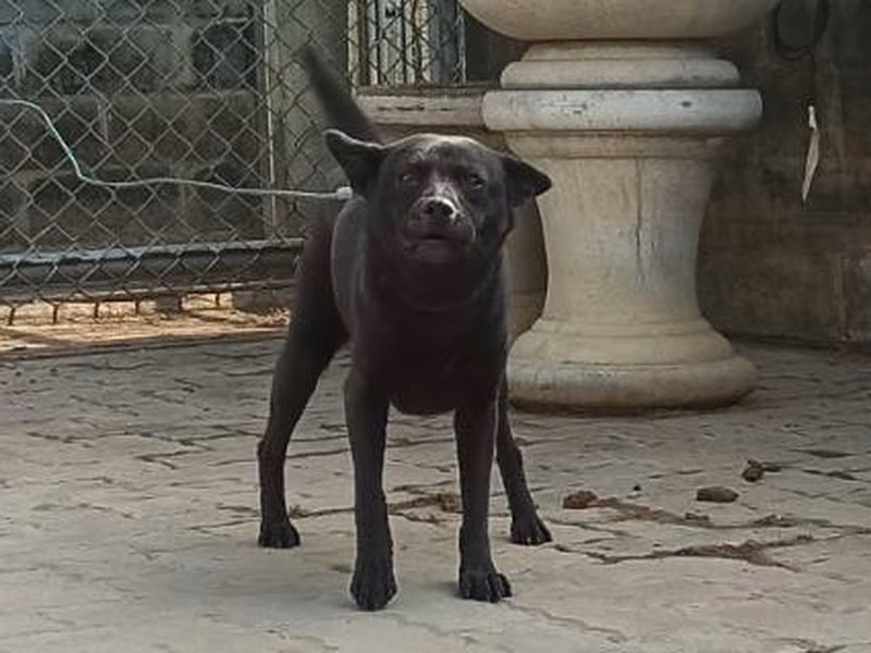 Black adult female mixed-breed dog, Medium, shelter no. …9D01