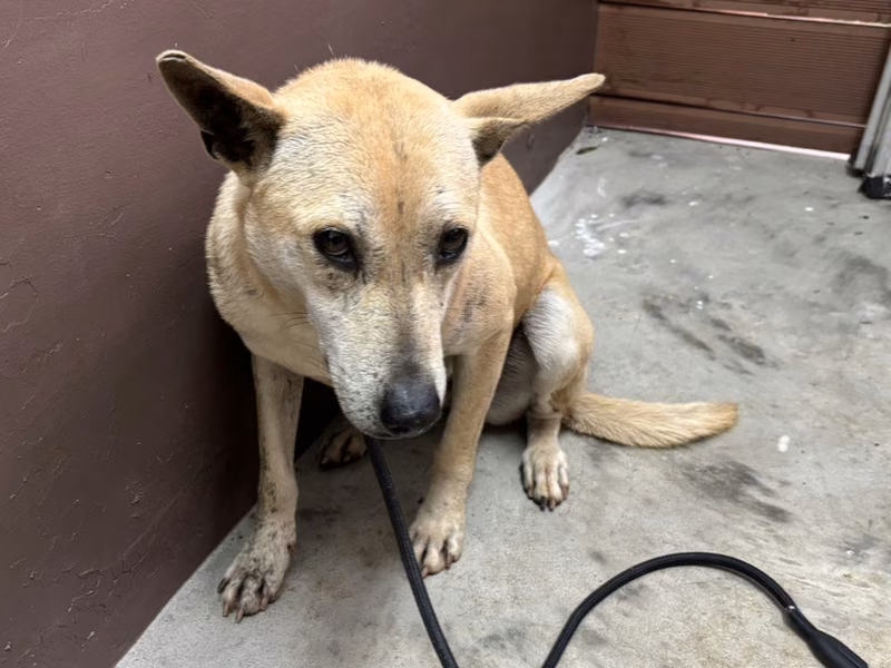 Cream adult female mixed-breed dog, Medium, shelter no. …1001