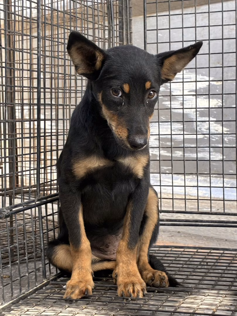 Black-and-tan young female mixed-breed dog, Small, shelter no. …2001