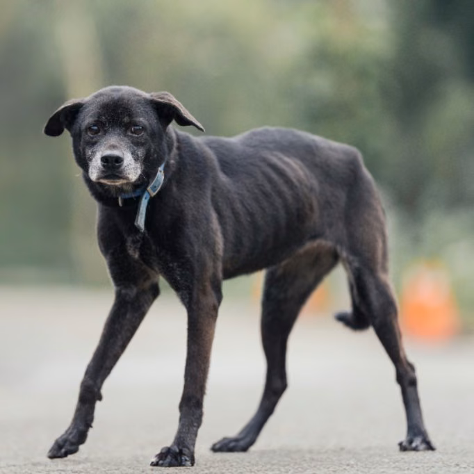 Black adult female mixed-breed dog, Medium, shelter no. …2601