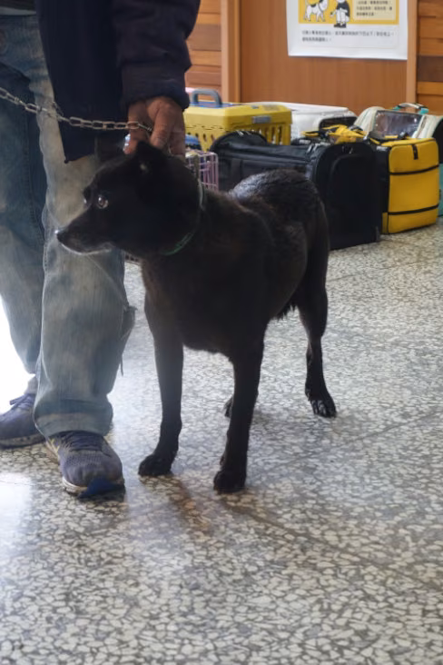 Black adult female mixed-breed dog, Large, shelter no. …0418