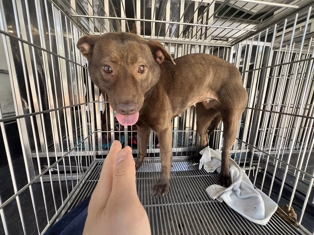 Brown adult female mixed-breed dog, Medium, shelter no. …5004