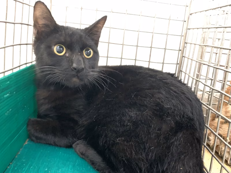 Black adult male mixed-breed cat, Small, shelter no. …2601