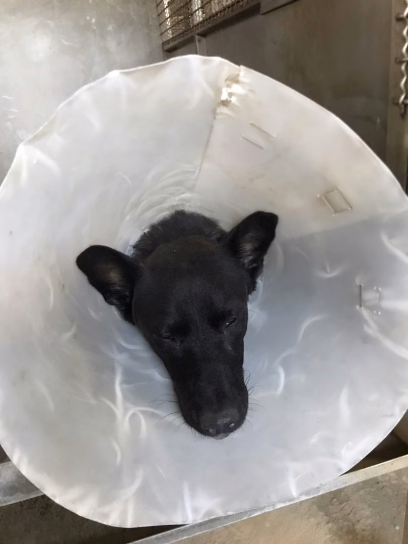 Black adult male mixed-breed dog, Medium, shelter no. …6001