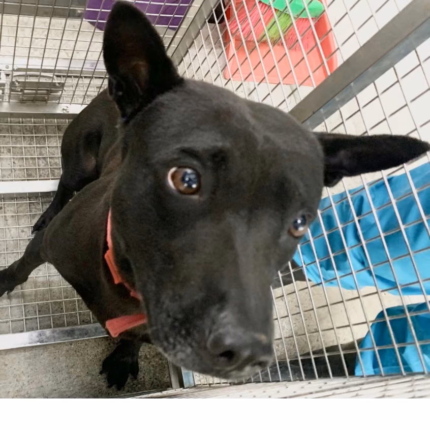 Black adult male mixed-breed dog, Medium, shelter no. …3004