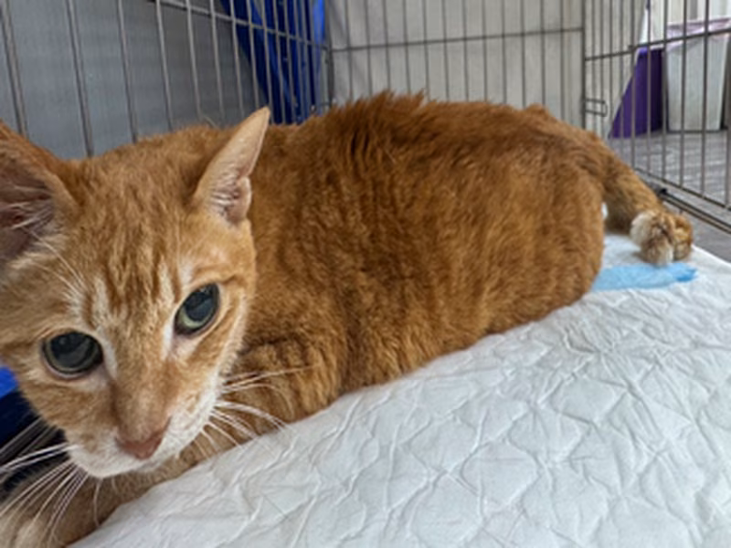 Orange adult female mixed-breed cat, Small, shelter no. …1102