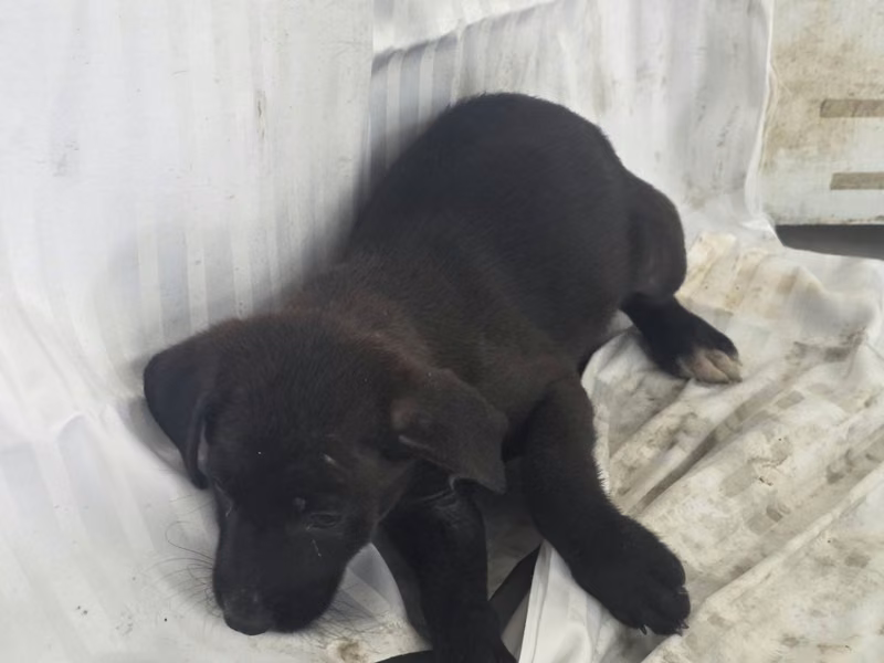 Black young female mixed-breed dog, Small, shelter no. …2908