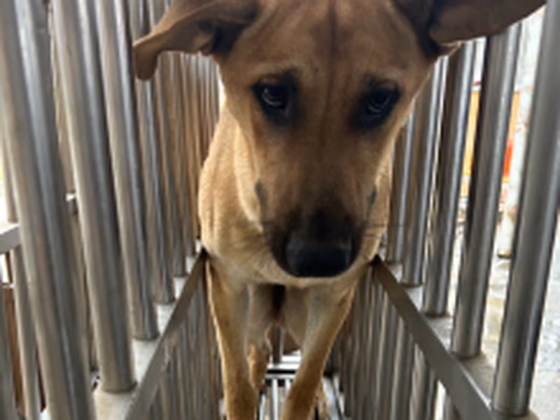 Tan adult female mixed-breed dog, Large, shelter no. …0059