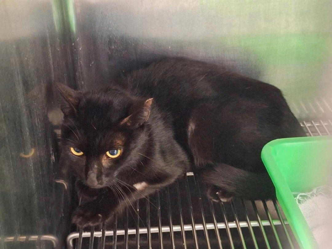 Black adult male mixed-breed cat, Medium, shelter no. …1701