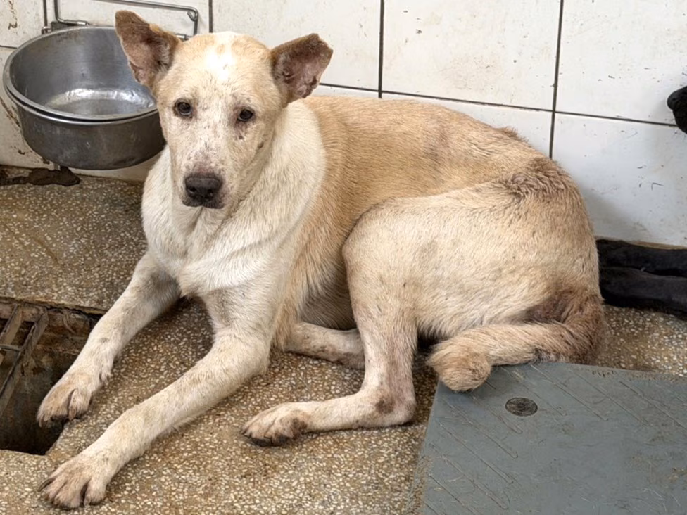 White adult male mixed-breed dog, Large, shelter no. …0A24