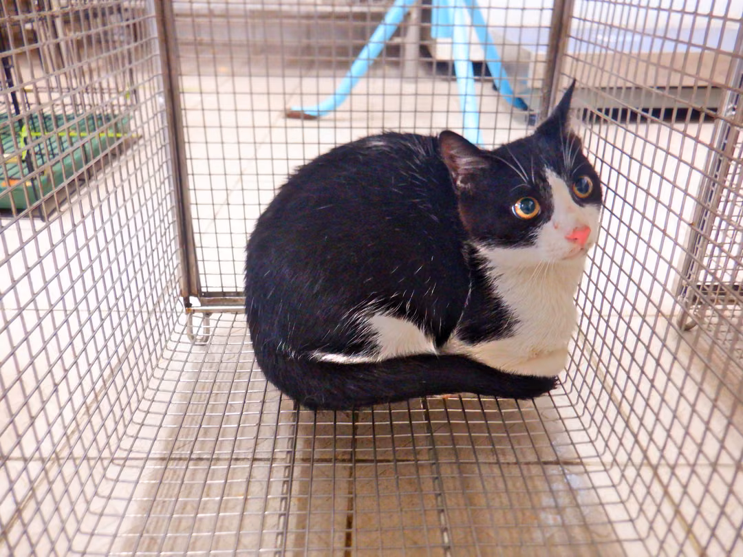 Black-and-white adult male mixed-breed cat, Small, shelter no. …25C6