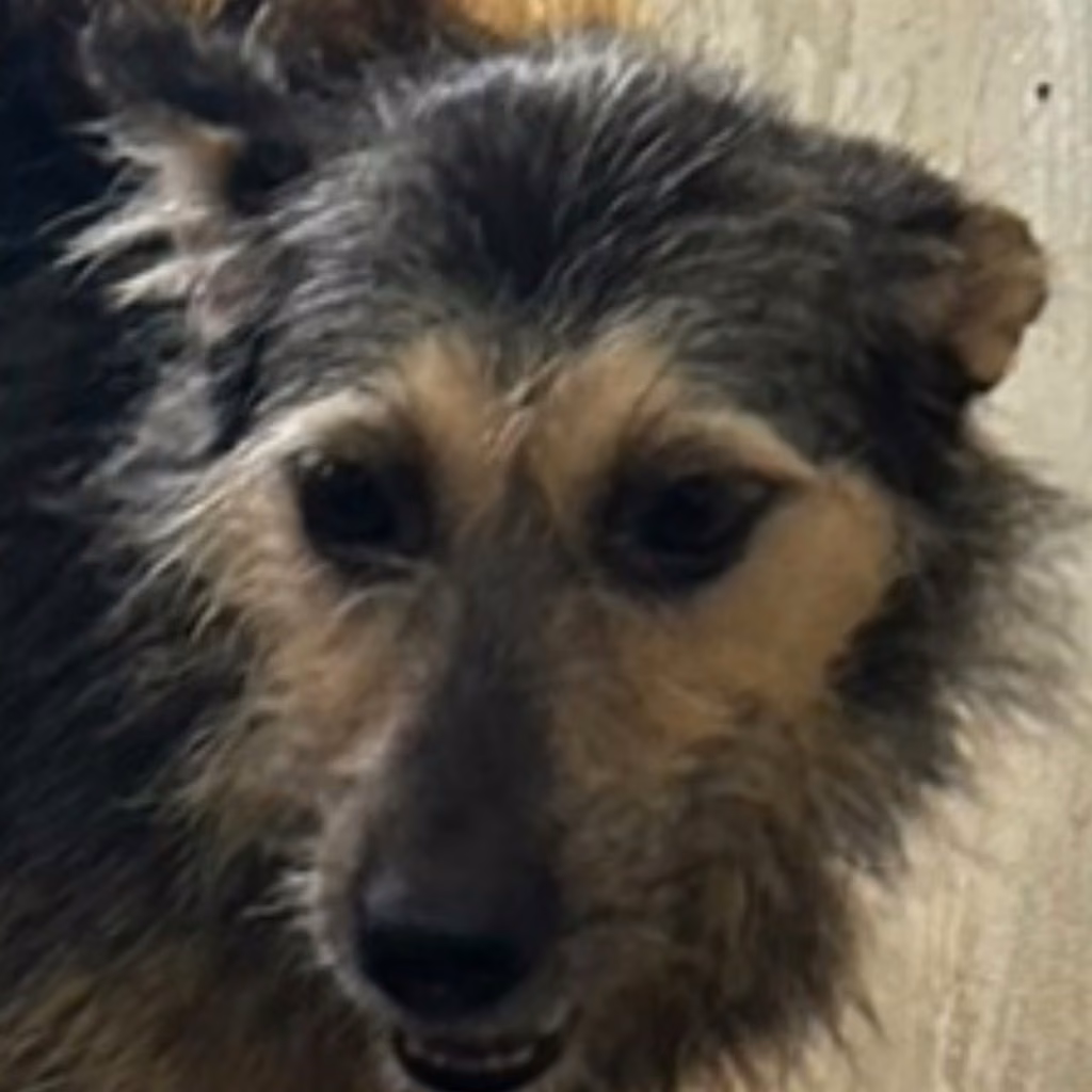 Black-and-tan adult female mixed-breed dog, Medium, shelter no. …6005