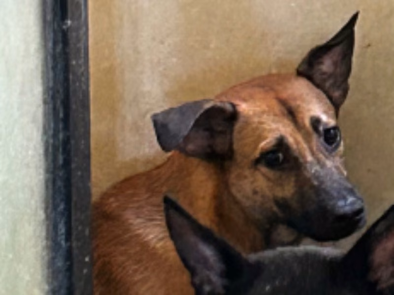 Adult male mixed-breed dog, Medium, shelter no. …8003