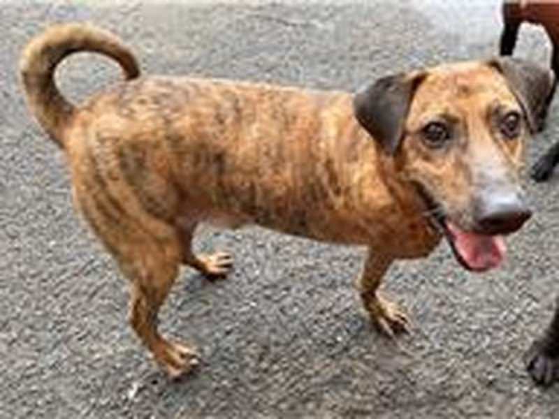 Tabby adult male mixed-breed dog, Medium, shelter no. …0902