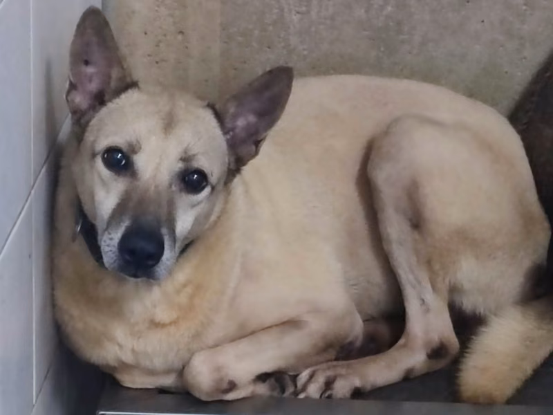 Tan adult male mixed-breed dog, Medium, shelter no. …3103