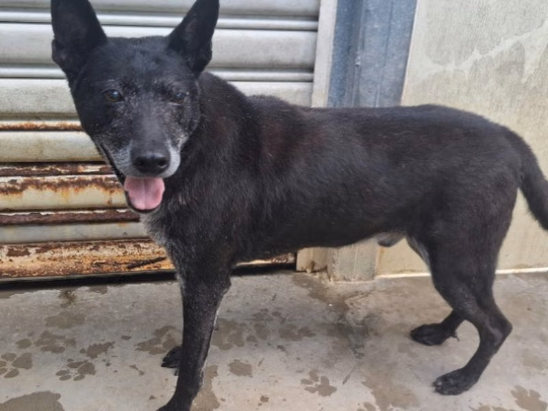 Black-and-white adult male mixed-breed dog, Medium, shelter no. …3005
