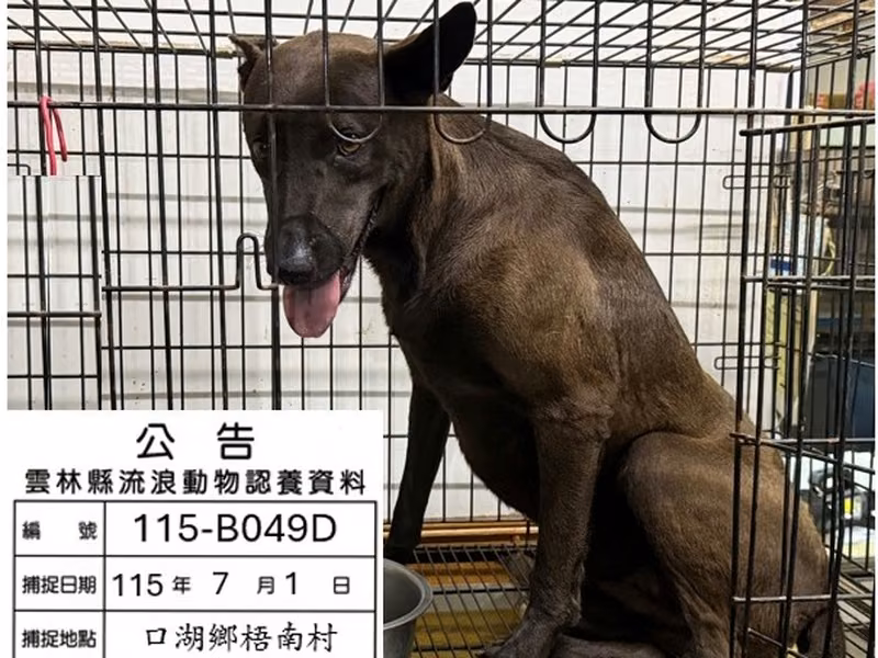 Black adult female mixed-breed dog, Large, shelter no. …049D