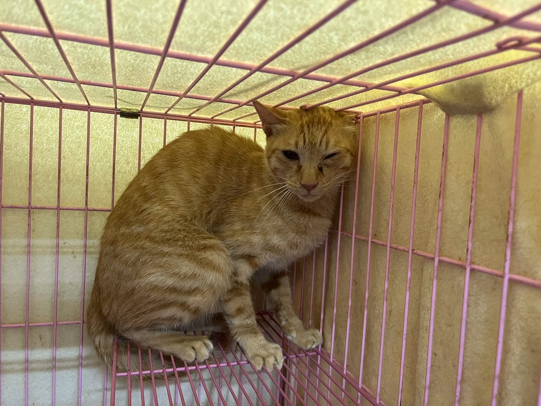 Orange tabby adult male mixed-breed cat, Medium, shelter no. …1605