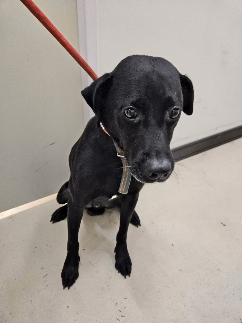 Black adult male mixed-breed dog, Medium, shelter no. …1001
