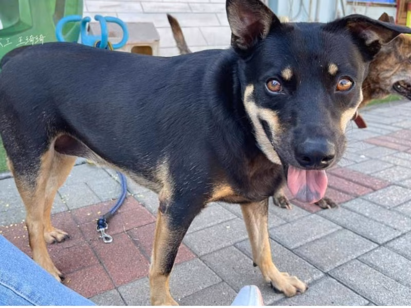 ミックス犬（メス・成犬・黒と茶）、中型, 施設番号 …5-07