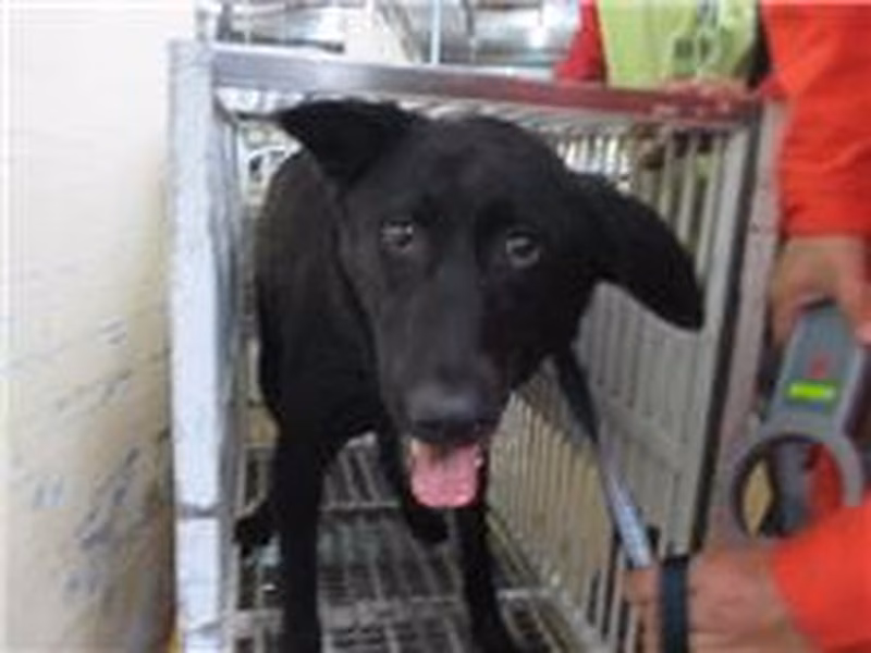 Black female mixed-breed dog, Medium, shelter no. …0023