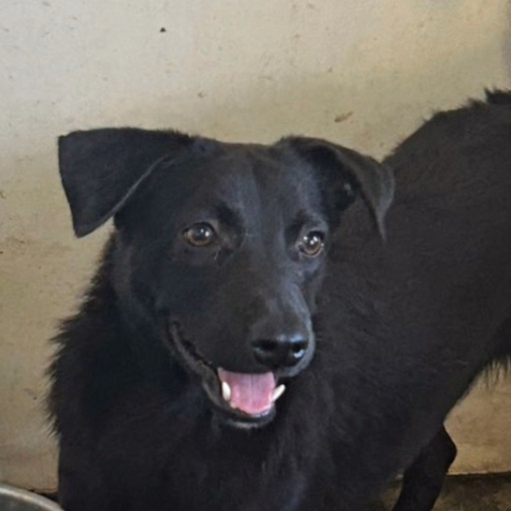 Black adult male mixed-breed dog, Medium, shelter no. …5006