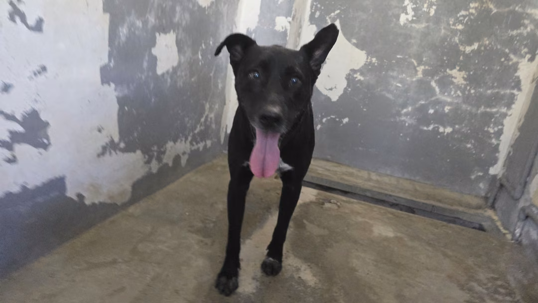 Black adult male mixed-breed dog, Medium, shelter no. …9001