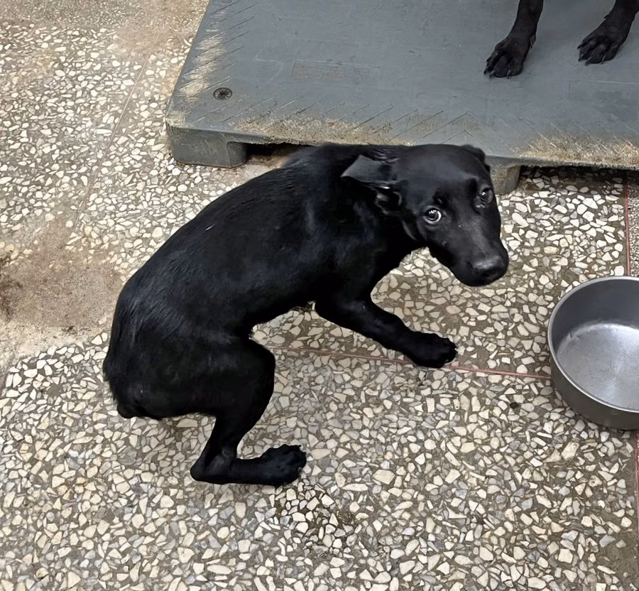 Black young male mixed-breed dog, Medium, shelter no. …9A23