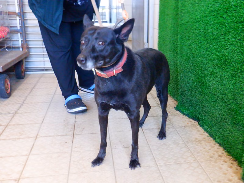 Black adult female mixed-breed dog, Medium, shelter no. …9791