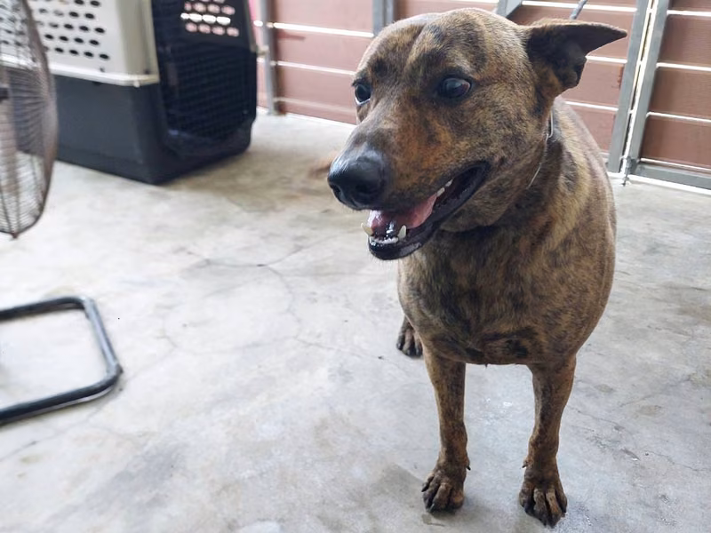 Tabby adult male mixed-breed dog, Medium, shelter no. …3002