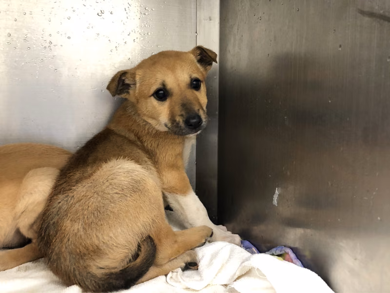 Tan-and-white young male mixed-breed dog, Small, shelter no. …0411