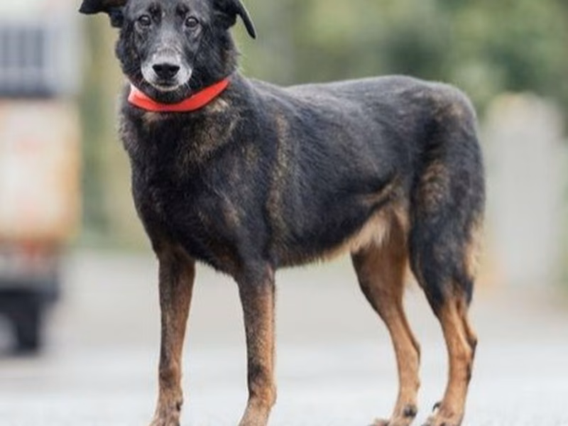 Black-and-tan adult female mixed-breed dog, Medium, shelter no. …2402