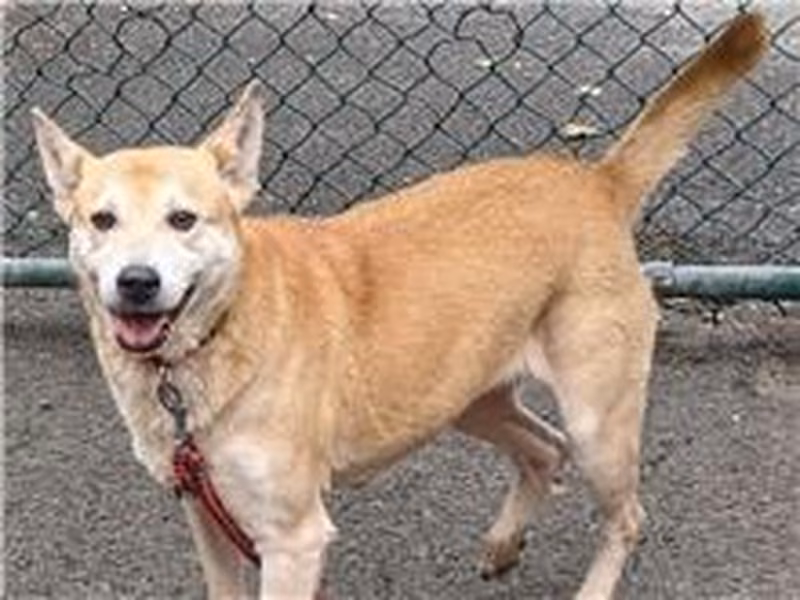 Tan adult female mixed-breed dog, Medium, shelter no. …2103