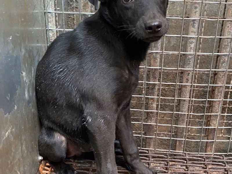 Black young male mixed-breed dog, Small, shelter no. …9003
