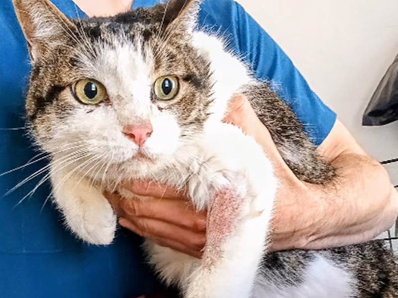 Cousteau、成犬・成猫 · オス · ヨーロピアンショートヘア