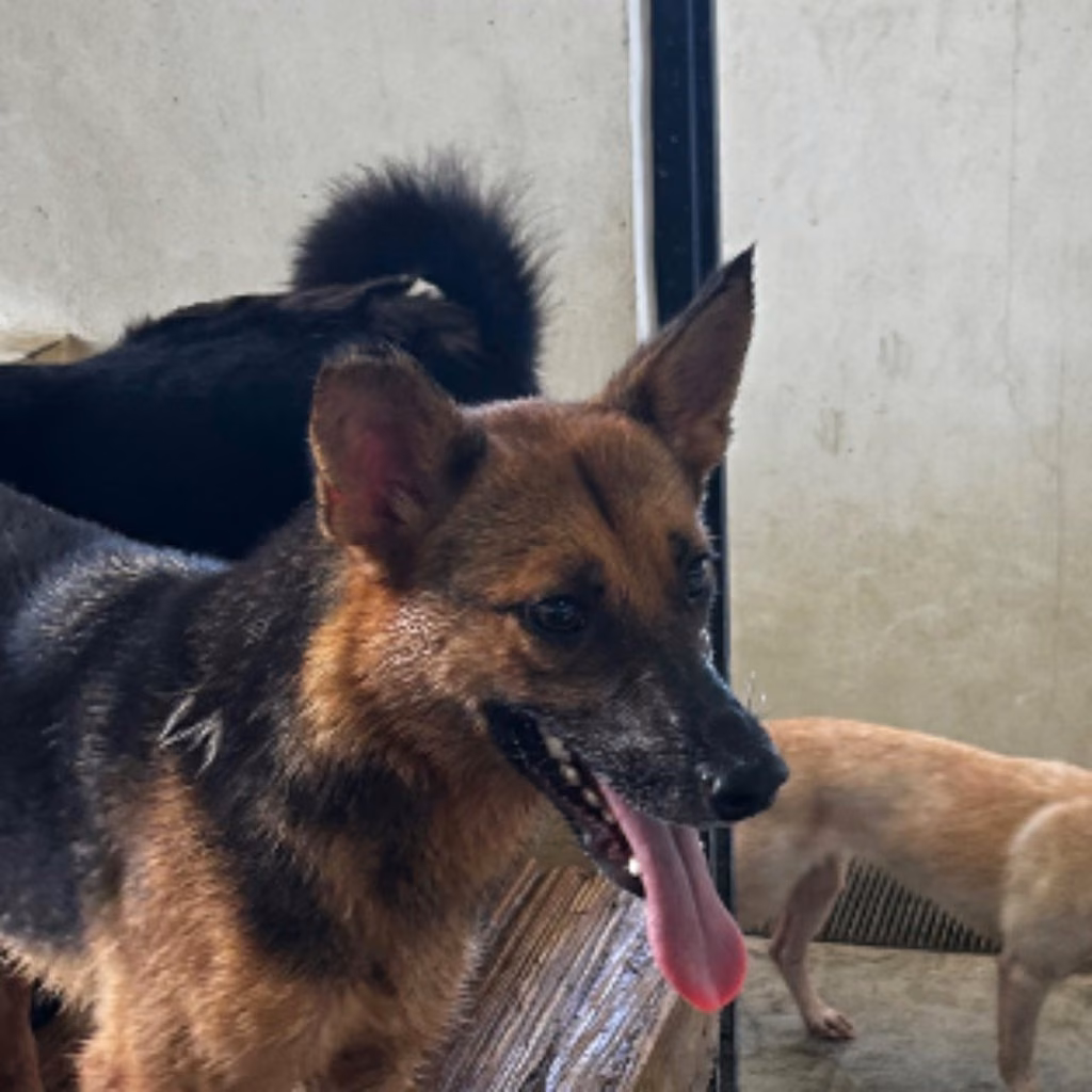 Black-and-tan adult female mixed-breed dog, Medium, shelter no. …4016