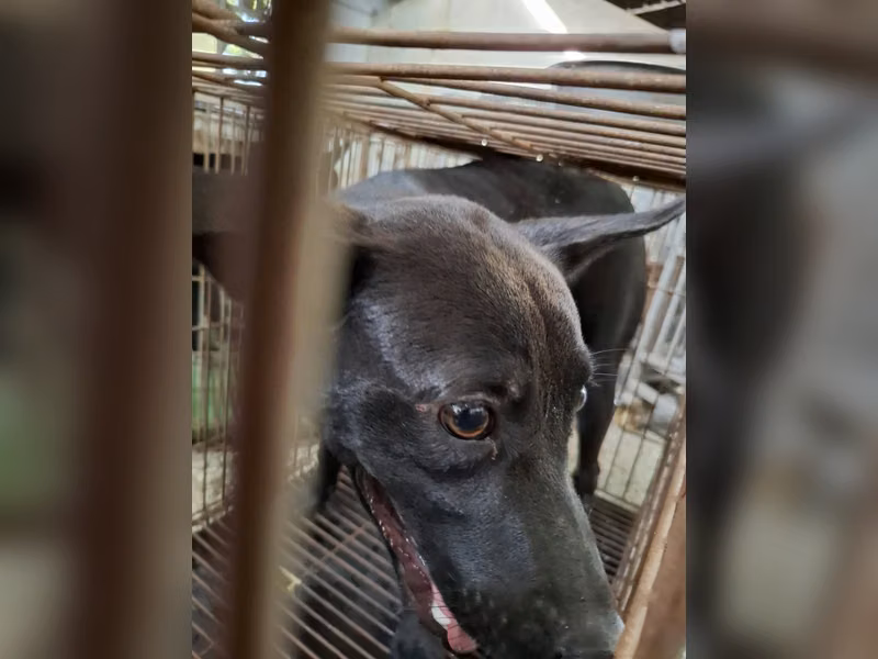 黑色成年母混種犬，中型, 收容編號 …1-10