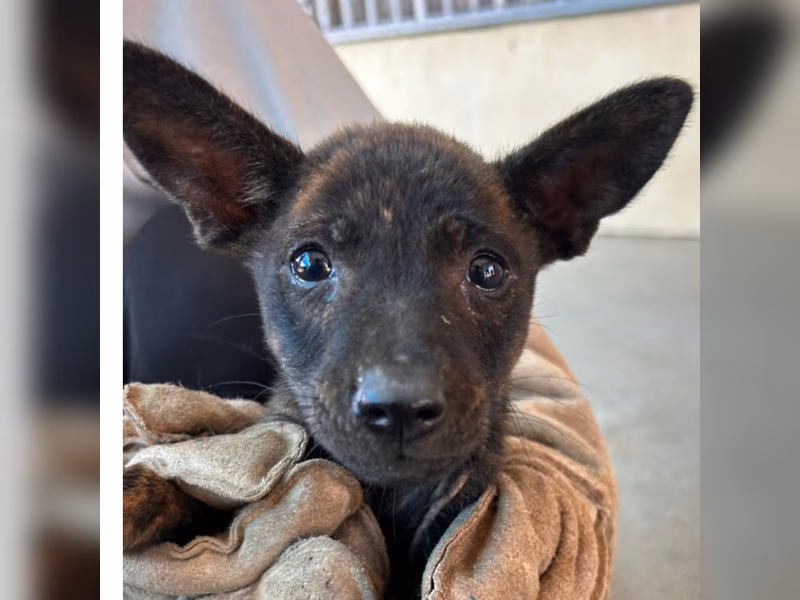Tabby young female mixed-breed dog, Small, shelter no. …1005
