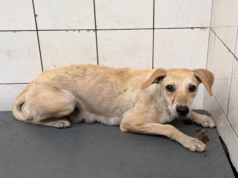 Tan adult female mixed-breed dog, Medium, shelter no. …2A25