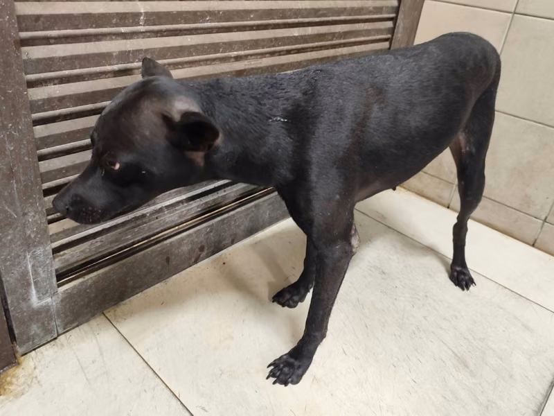 Black adult female mixed-breed dog, Large, shelter no. …0907