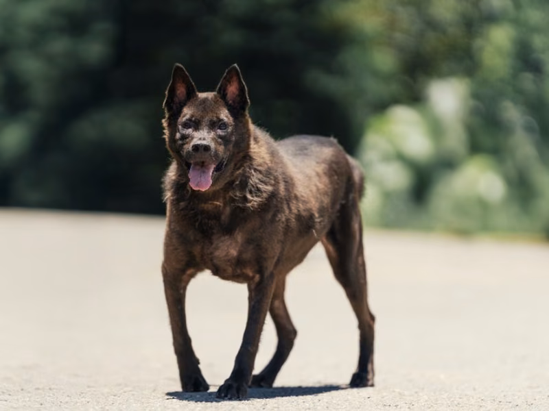 Black adult male mixed-breed dog, Medium, shelter no. …8001