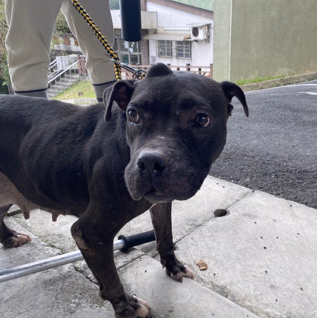Black adult female mixed-breed dog, Medium, shelter no. …7001