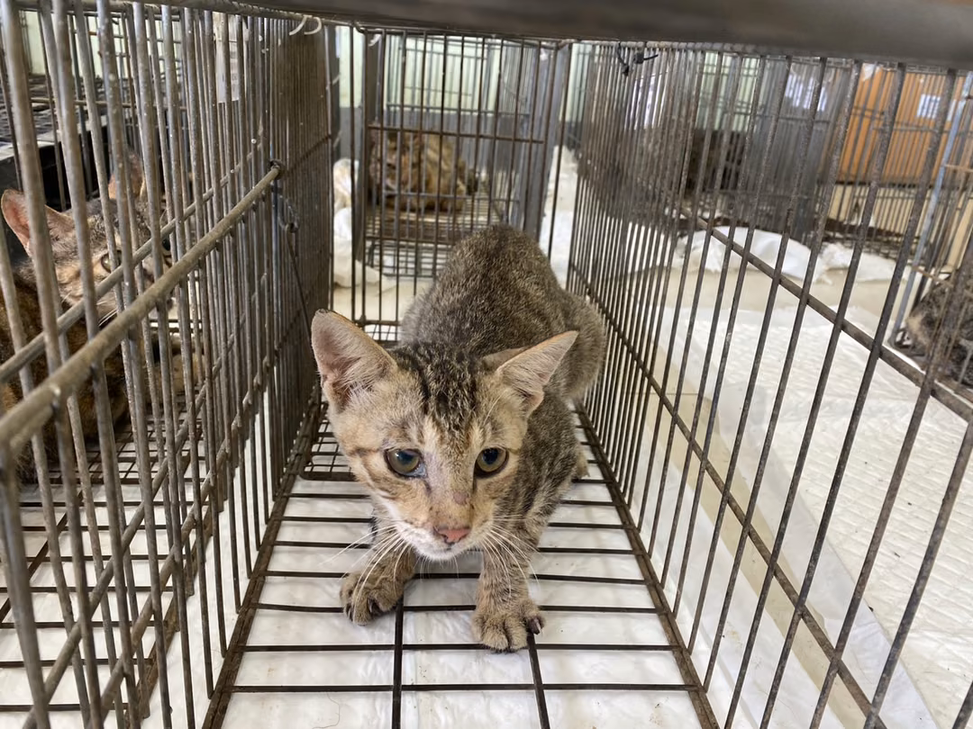 Young male mixed-breed cat, Small, shelter no. …0C01