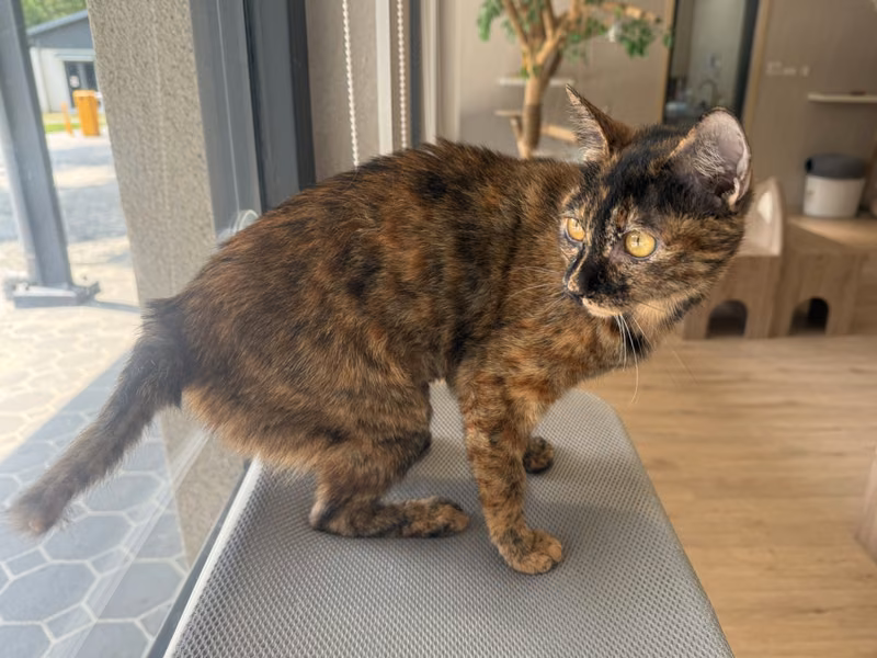 ミックス猫（メス・成猫）、中型, 施設番号 …2004