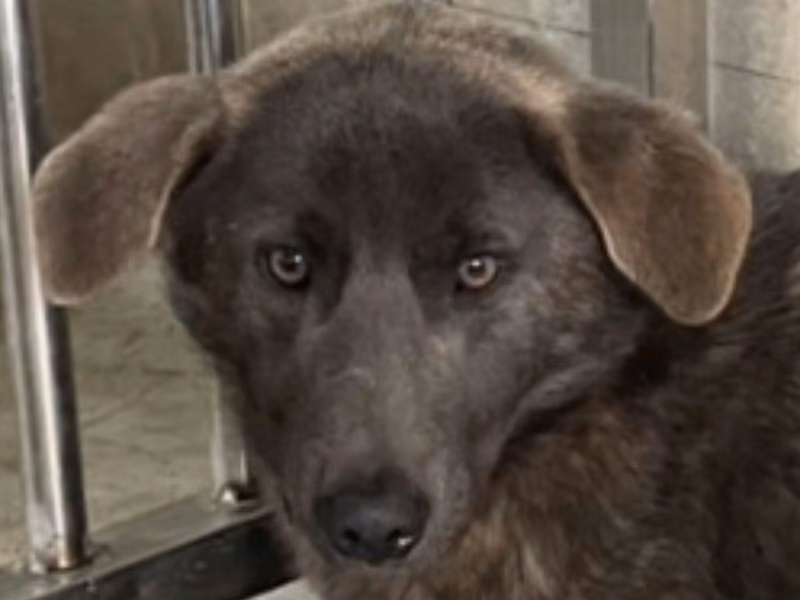 Tabby adult male mixed-breed dog, Large, shelter no. …3002