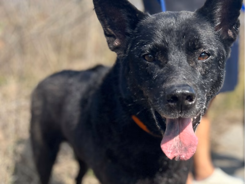 Black adult male mixed-breed dog, Large, shelter no. …9030