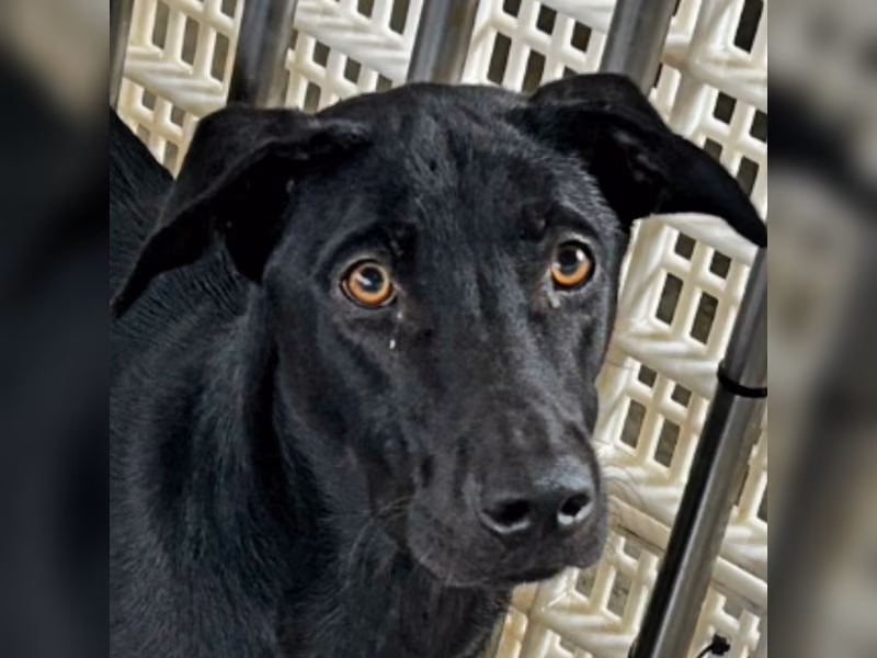 Black adult male mixed-breed dog, Large, shelter no. …4006