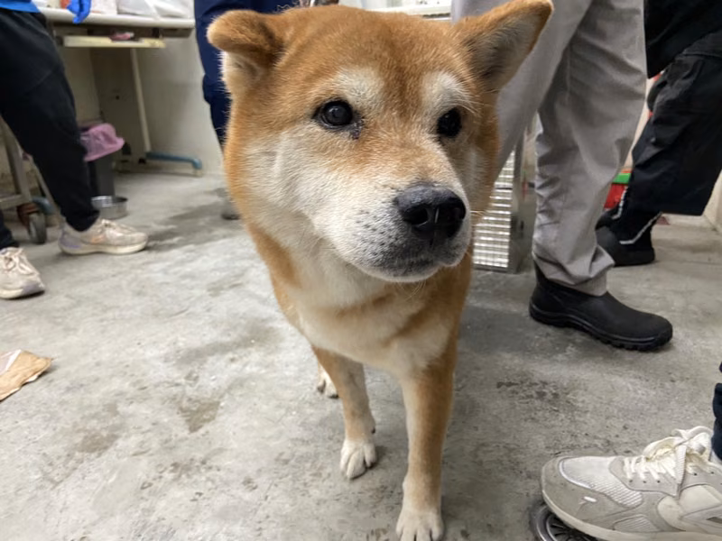 Tan adult male Shiba Inu, Medium, shelter no. …1910
