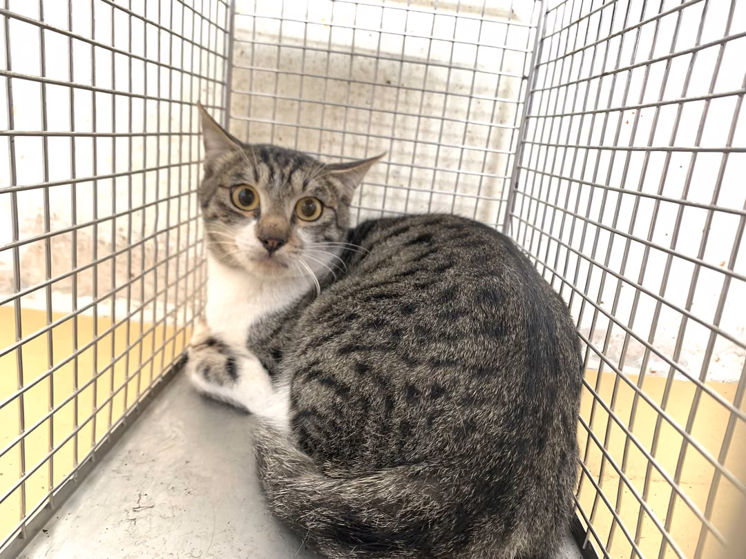 Tabby-and-white adult male mixed-breed cat, Small, shelter no. …1305