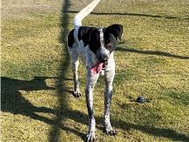 Black-and-white adult male mixed-breed dog, Medium, shelter no. …0003